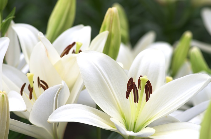 Fleurs de lys